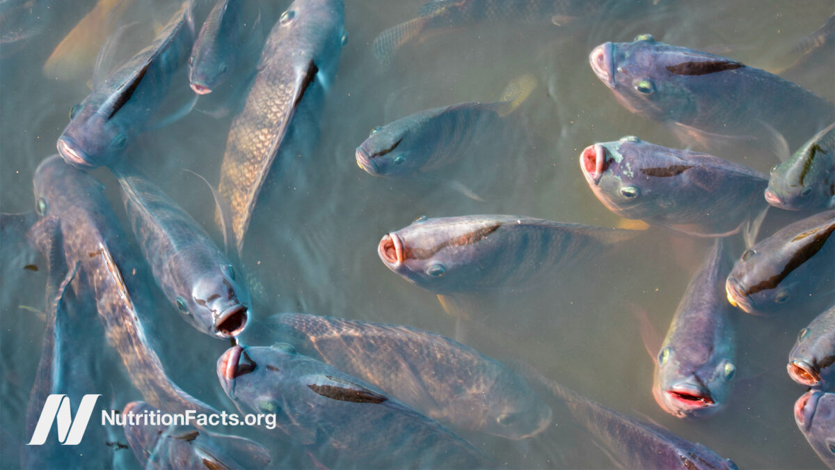 Close birds-eye view of farmed fish coming to the surface of the water