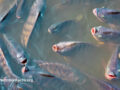 Close birds-eye view of farmed fish coming to the surface of the water