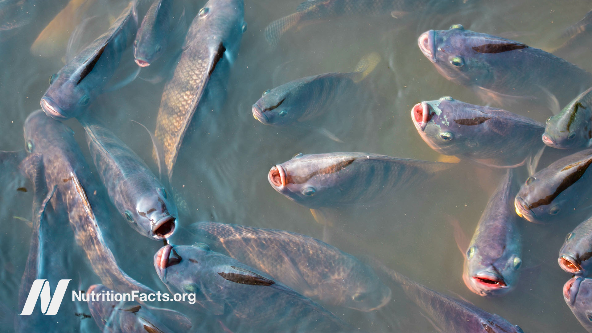 Close birds-eye view of farmed fish coming to the surface of the water
