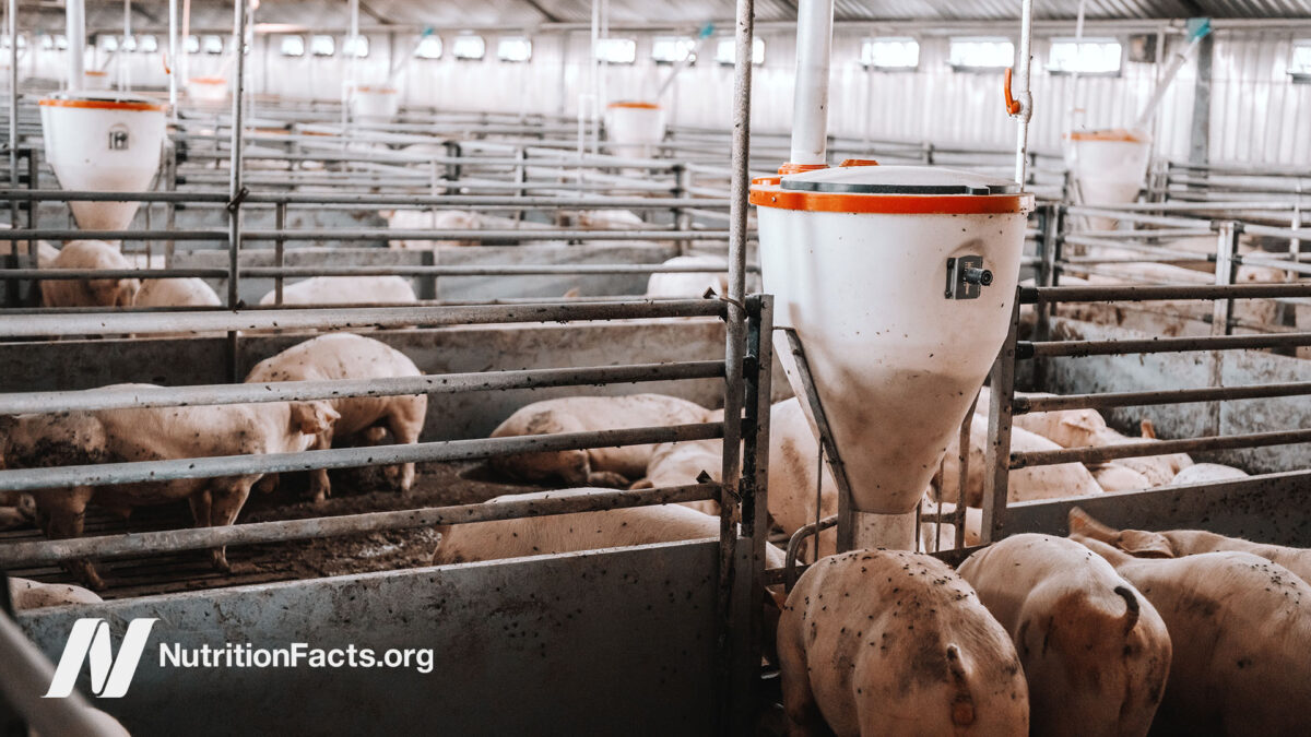 Inside view of an industrial farm filled with steel bars and farmed pigs covered in flies doing various activities, like laying down on hay or eating food from a food dispenser