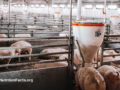 Inside view of an industrial farm filled with steel bars and farmed pigs covered in flies doing various activities, like laying down on hay or eating food from a food dispenser