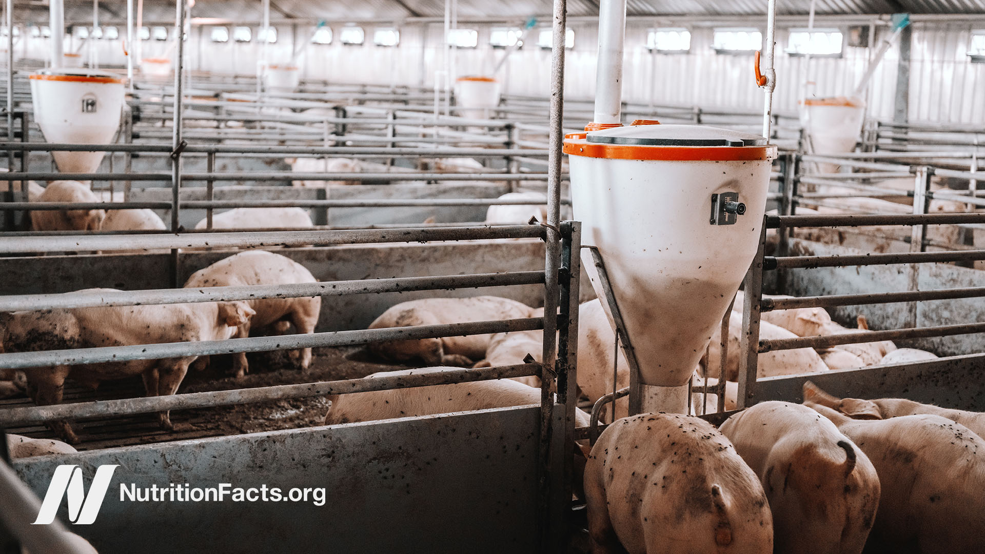 Inside view of an industrial farm filled with steel bars and farmed pigs covered in flies doing various activities, like laying down on hay or eating food from a food dispenser