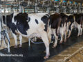 Inside view of an industrial farm filled with farmed dairy holstein cows hooked up to milking machines and standing facing towards a steel bar fence