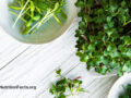 Close up view of a bowl containing several alfalfa spouts next to an alfalfa plant