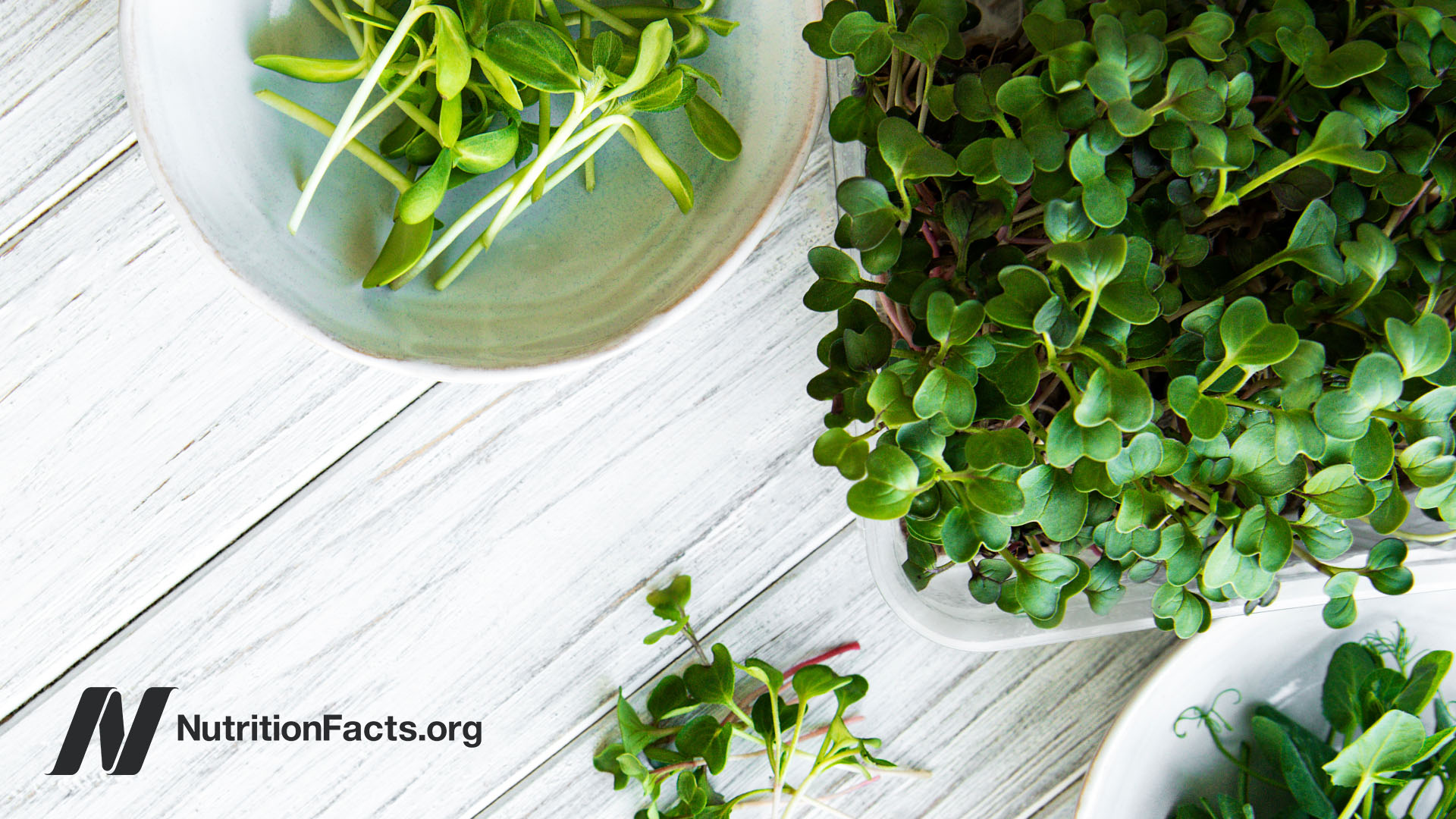 Close up view of a bowl containing several alfalfa spouts next to an alfalfa plant
