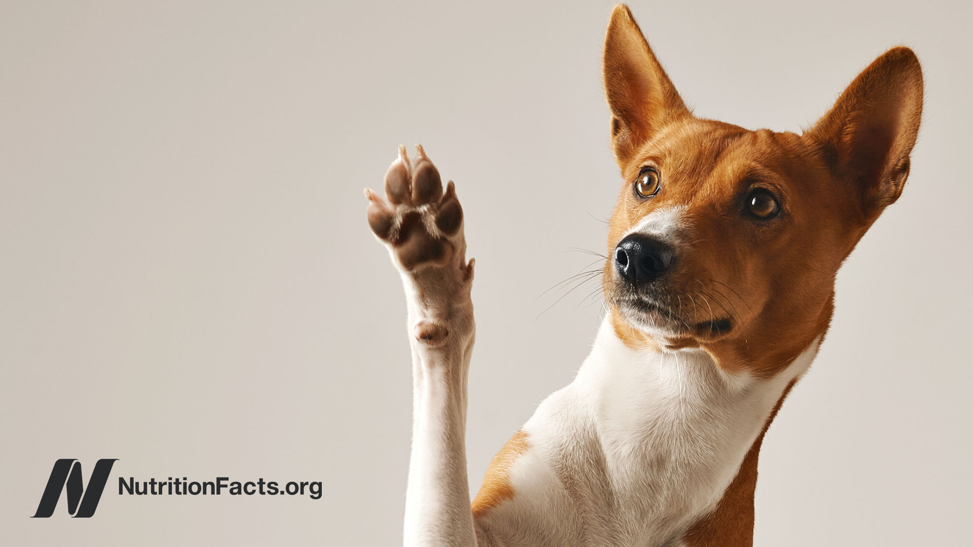 Close portrait of a dog with tan and white colored fur raising their paw