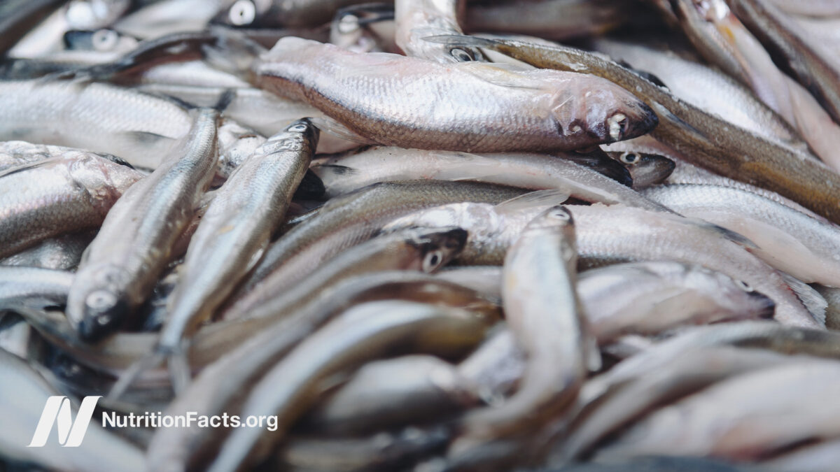 Large pile of farmed fish out of water