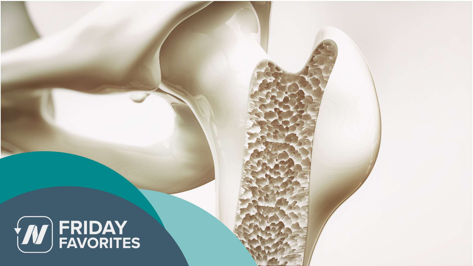 view of the interior of a bone