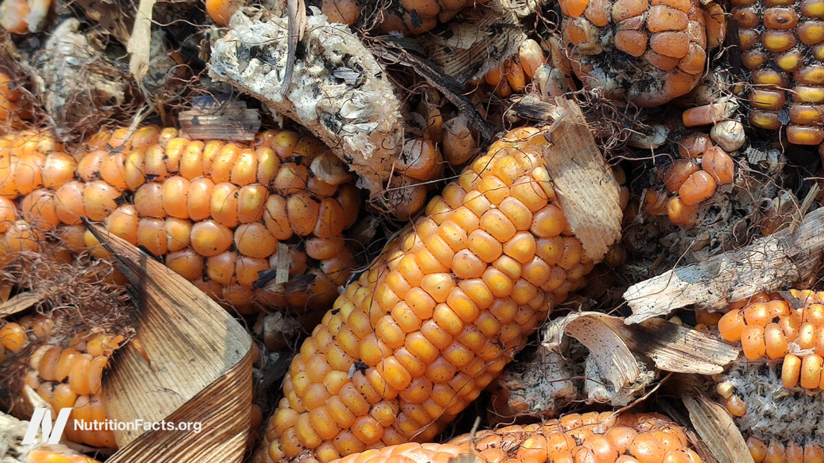 Is Aflatoxin a Concern? Is Aflatoxin a Concern?