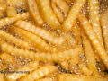 Closeup view of crinkle cut french fries submerged in bubbling hot cooking oil