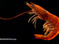 A shrimp on a black background