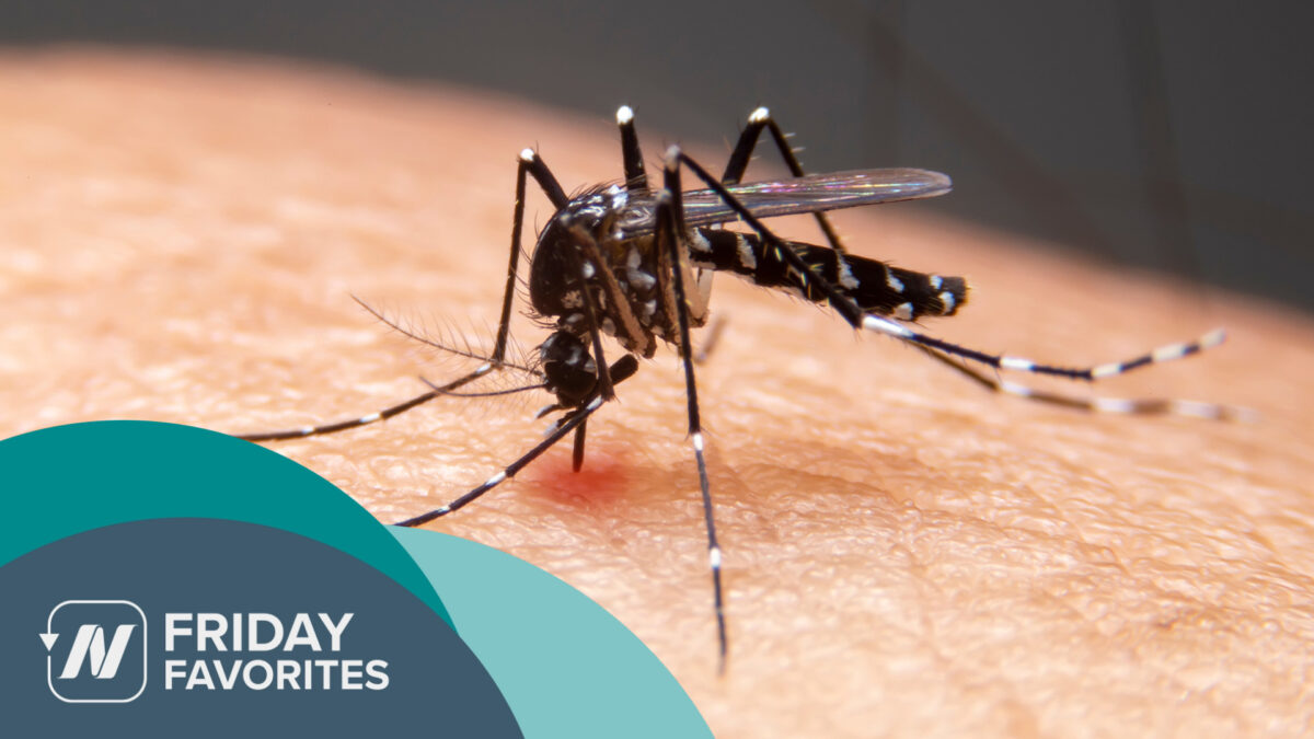 picture of a mosquito drawing blood